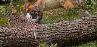 Best Tree and Shrub Care  in Forest Park, GA