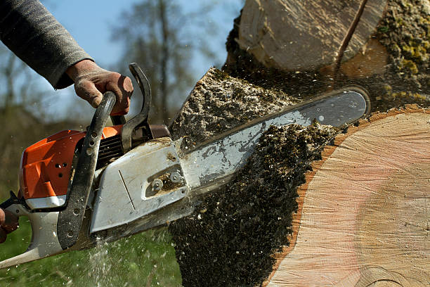 How Our Tree Care Process Works  in  Forest Park, GA